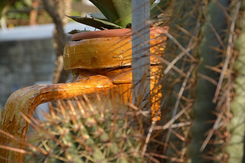 Brocca e spine di cactus. Giardini Ravino / Photo©Silvana Matozza